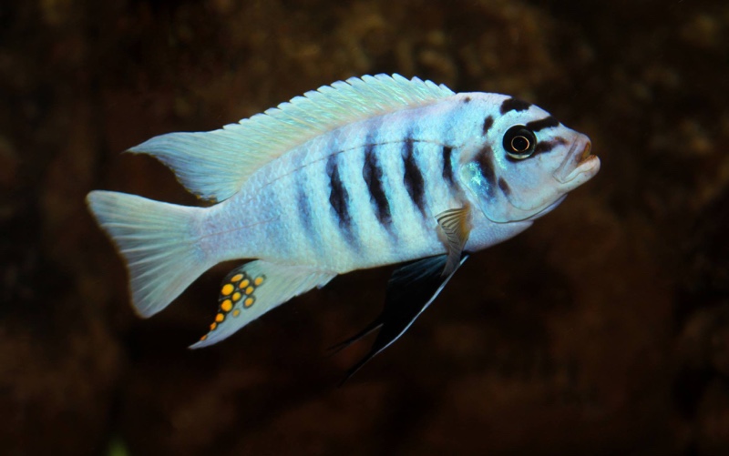 Maylandia fainzilberi 'Maison Reef'